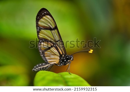 Methona confusa, Giant glasswing, butterfly sitting on the green leave in the nature habitat, Colombia. Transparent glass butterfly with yellow flower, nature wildlife, South America. Royalty-Free Stock Photo #2159932315