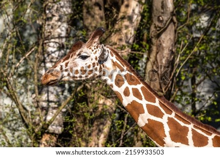 The giraffe, Giraffa camelopardalis is an African even-toed ungulate mammal, the tallest of all extant land-living animal species, and the largest ruminant.