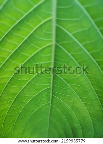 Beautiful fresh leaf texture for background.
