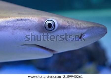 shark eye close up detail contact