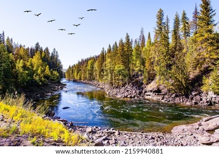 Stormy mountain river foams on the riffles. The Caribou Mountains. Wells Gray is a park in the Rocky Mountains of Canada. Flock of migratory birds flies in the blue sky.  Royalty-Free Stock Photo #2159940881