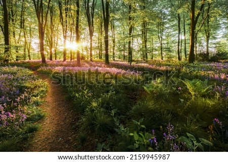 Beautiful bluebell dawn forest landscape with natural paths and trails. Sunlight streaming though the trees in British spring. Purple wild flowers carpet the woodland floor Royalty-Free Stock Photo #2159945987