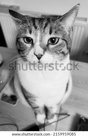 wide angle cat portrait, black and white photo