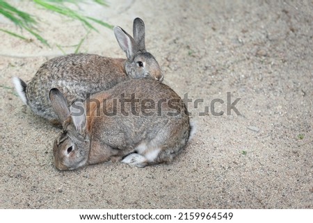 Two long-eared hares, rabbits sit side by side on the sand near the grass. Easter concept. Pet