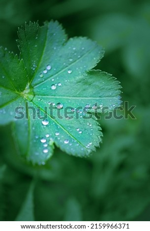 Water drops on green leaf close up, abstract blurred natural background. Alchemilla vulgaris, common lady plant. ecology, organic, save earth, pure water concept. template for design