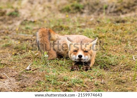 Red Fox Lying on the Grass Stretching