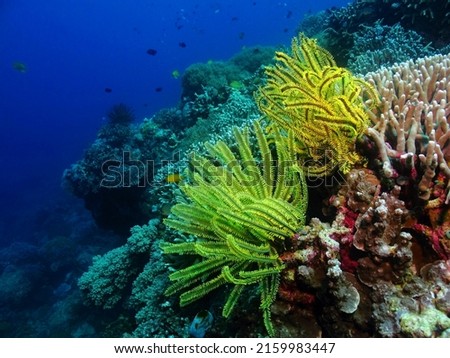 Pair of yellow sea lily and corals, deep blue tropical ocean. Detail of underwater life on the coral reef. Scuba diving, underwater picture. Marine life in the sea, travel picture. Tropical ecosystem.