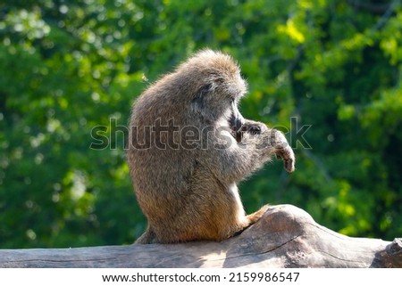 The macaque sits and cleans its fur