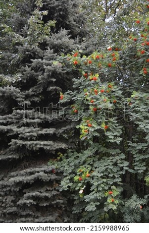 Abundantly fruiting mountain ash and blue spruce at the edge of the forest. Beautiful photo of the end of summer
