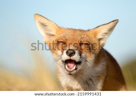 Young Red Fox Face Close Up Chewing in A Nature Background