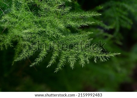 fresh green fern (Asparagus fern) on dark background Royalty-Free Stock Photo #2159992483