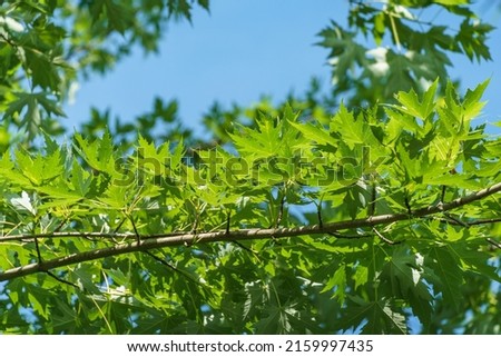 Maple Acer saccharinum with green leaves against blue sky. Bright foliage on Acer saccharinum in sunny spring day. Nature concept for any design. Soft selective focus. Place for your text Royalty-Free Stock Photo #2159997435
