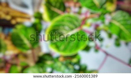 Defocused abstract background of green rounded leaf