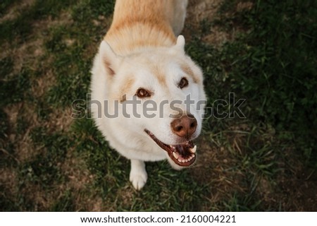 Beige Siberian husky with brown eyes portrait close up, looks and smiles. The Northern sled dog rests in summer. View from above.