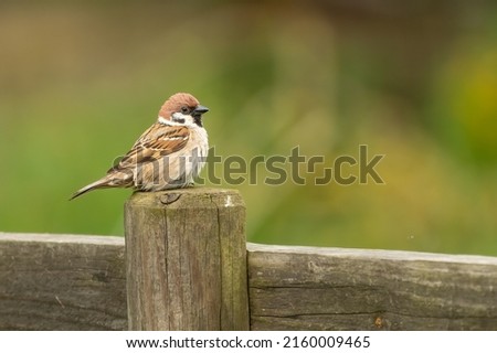 Tree sparrow (Passer montanus) perched on a wooden fence in spring, Yorkshire, UK. Royalty-Free Stock Photo #2160009465