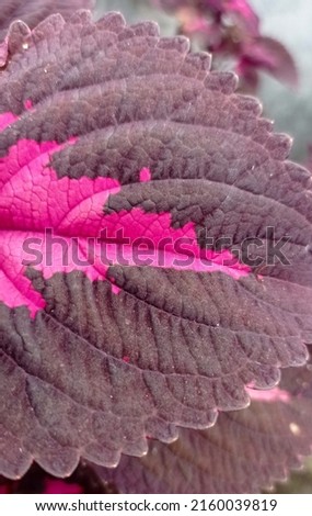 seen from near the surface of the coleus plant. A bush plant that is efficacious as a hemorrhoid medicine, ulcer medicine and irregular menstruation.