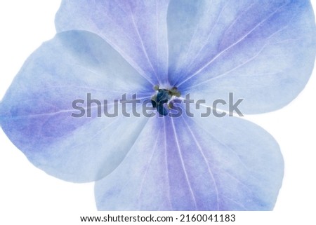 Beautiful backlit macro photo of blue and purple hydrangea flower watercolor petals. Natural background for quotes or blog. Amazing blossom detail