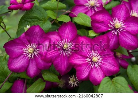 The red-purple clematis flowers are in bloom.
The variety name is Ville de Lyon.
Scientific name is Clematis. Royalty-Free Stock Photo #2160042807