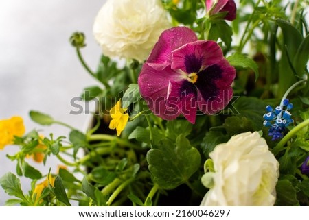 White round vase with spring and summer flowers Ranunculus and Muscari, Petunias and Pansies in the ground on a gray background, top view, home decoration with flowers