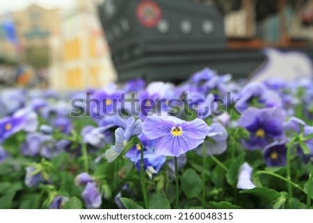 A Spring Flower Pot,  The garden pansy