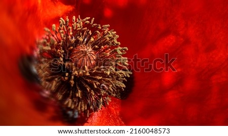 Macro of the inside of a red poppy flower