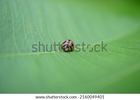Small lady bug, (Coccinellidae), on the green leaf, spot focus.
