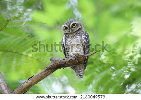Spotted owlet perching on the tree