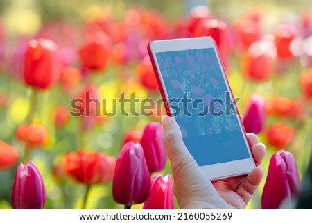 Woman's hand with phone photographing red tulips in park. Field of blooming colorful flowers. Spring landscape. High quality photo