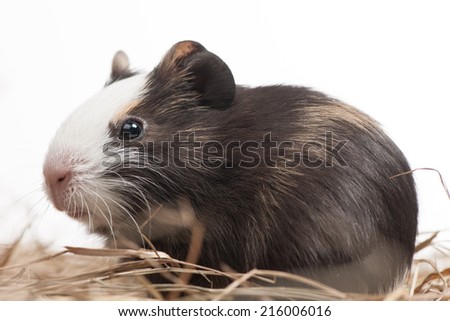 one hamster closeup isolated on white. little animal closeup sitting in hay