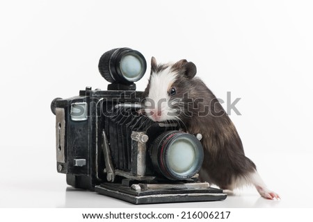 nice little hamster with retro photocamera. Guinea pig climbing on old camera 