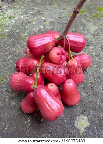 Photograph of close up a bunch of water apple. Fit for market promotion, agriculture content, etc.