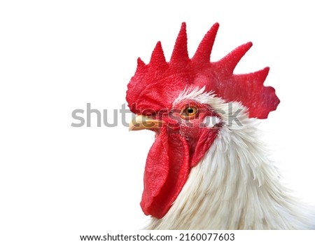 profile view of a  rooster head isolated on a white background, male chicken with comb looking to the side Royalty-Free Stock Photo #2160077603