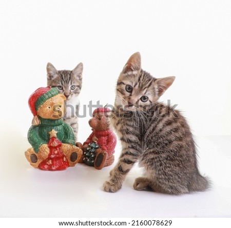 Tubby kittens, too cute. Kittens for Christmas, Christmas kittens. Ideal for Christmas cards and greeting cards. Kittens with Christmas ornaments. Pet portrait, cat portrait. Studio cats