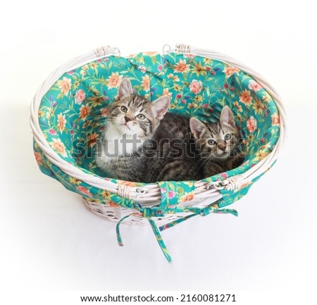 Kittens photographed in studio. Kittens with objects. Very cute. Tabby kittens. Ideal for cards or cat products. Adorable pet kitten. Silly cat. 
