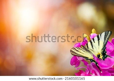 Meadow flower in sunny day with butterfly. Natural summer landscape.