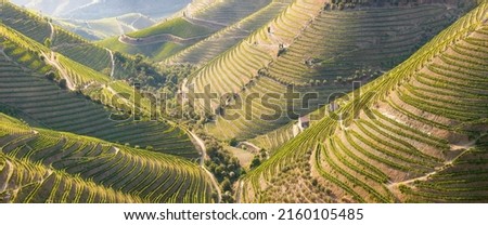 Beautiful vineyards in the Valley of the River Douro, Portugal, Portugal. Portuguese port wine.
Terrace fields. Summer season. Royalty-Free Stock Photo #2160105485