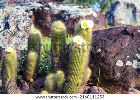 Photograph of beautiful cacti planted in the ground.