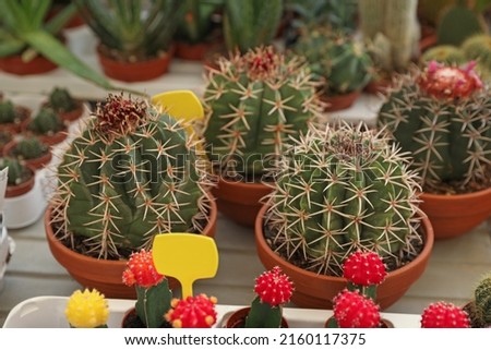 Many different cacti in pots on table