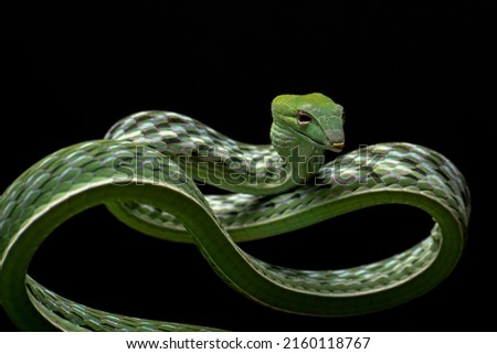 Close up photo of Asian vine snake in black background