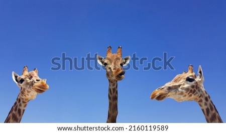 Three giraffes with blue sky as background color. Giraffe, head and face against a blue sky without clouds with copy space. Giraffa camelopardalis. Funny giraffe portrait