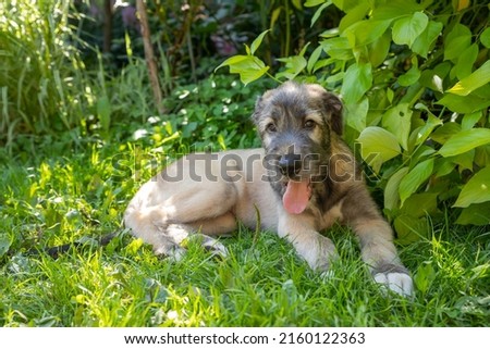 Portrait of beautiful white, beige Irish wolfhound dog posing in the garden. Happy puppy dog sitting on grass at summer time.cute puppy is resting in back garden Royalty-Free Stock Photo #2160122363