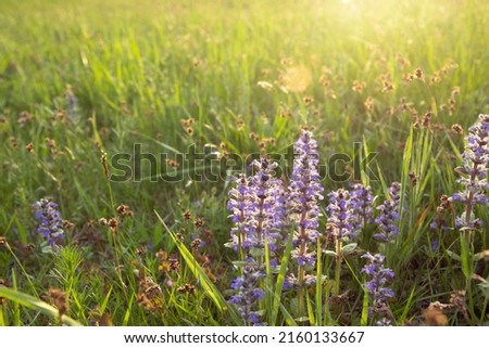 Beautiful meadow in spring. Purple flowers in green grass with sunrise at dawn