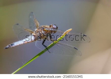 Male blue dasher (Pachydiplax longipennis) dragonfly perched on green leaf with blurry background.  Beautiful insect in his natural habitat near the water in the South Park in Sofia, Bulgaria.