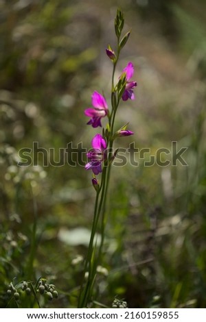 Flora of Gran Canaria -  Gladiolus italicus, wild gladiolus natural macro floral background
