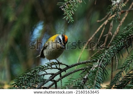 Small European songbird Common Firecrest, Regulus ignicapilla, singing during a breeding season in summer in a boreal forest in Estonian nature.	