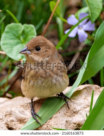 Sparrow close-up standing on a rock with a foliage and wildflower background  in its environment and habitat surrounding. House Brown Sparrow