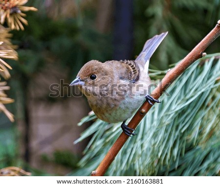 Sparrow close-up perched on a branch with a blur coniferous background  in its environment and habitat surrounding. Coniferous trees.