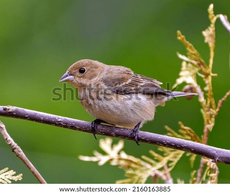Sparrow close-up perched on a branch with a blur green background  in its environment and habitat surrounding. Coniferous trees.