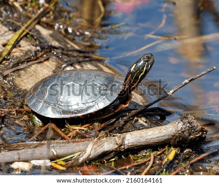 Painted Turtle standing on a mud log and water lily pads in a wetland environment and habitat surrounding. Turtle Photo and Image.