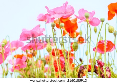 Pictures of a field of poppies in pink.